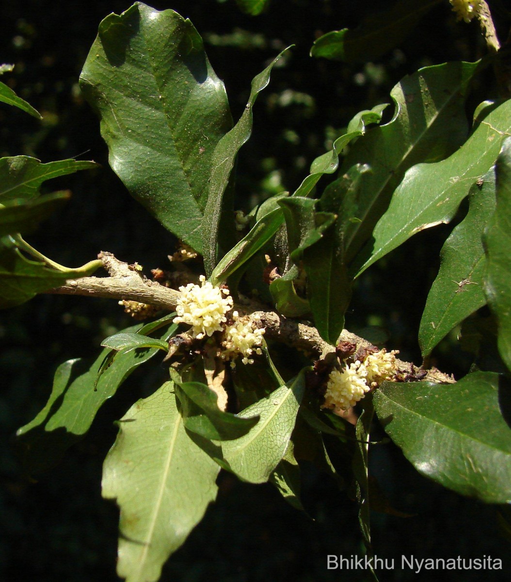 Streblus taxoides (B.Heyne) Kurz